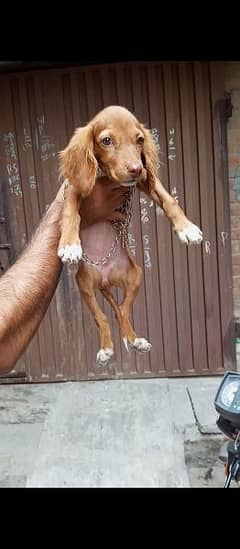 Cocker pointer female papy for sale 03204048942