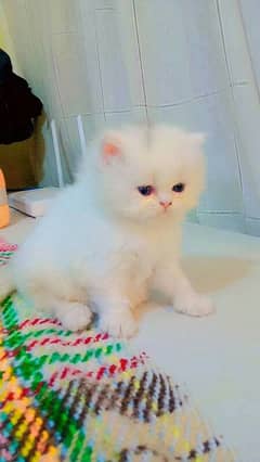 Persian cat male or female for sale my WhatsApp 03294113492 0