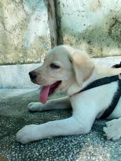 Labrador Retriever Dog Male