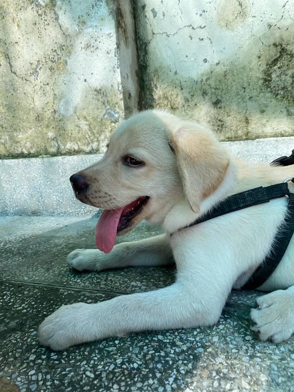 Labrador Retriever Dog Male 0