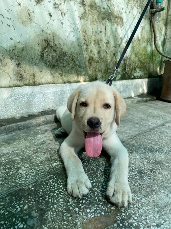 Labrador Retriever Dog Male 6