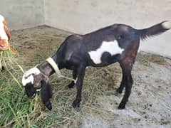 4 month pure beetal female goat 0