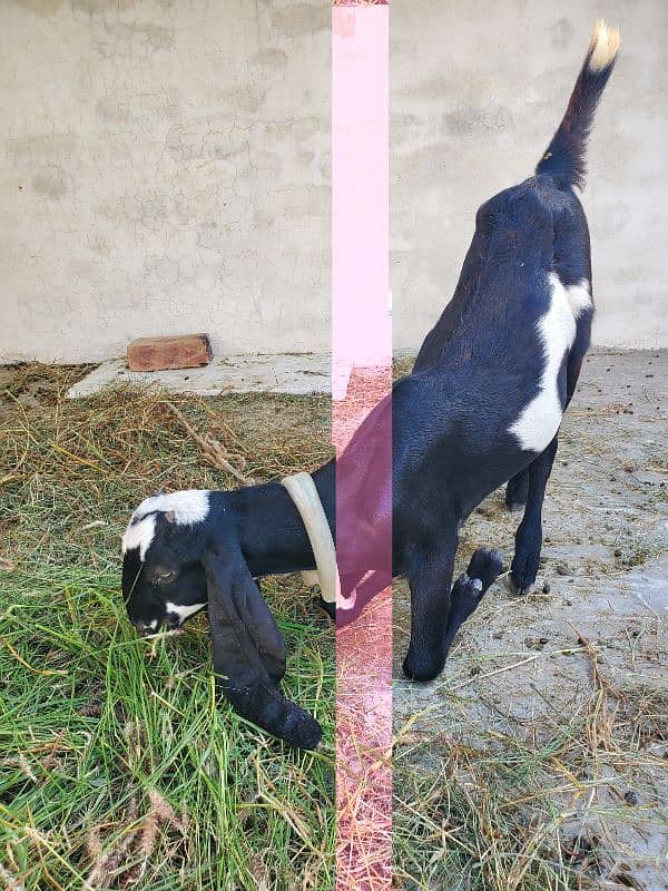 4 month pure beetal female goat 2