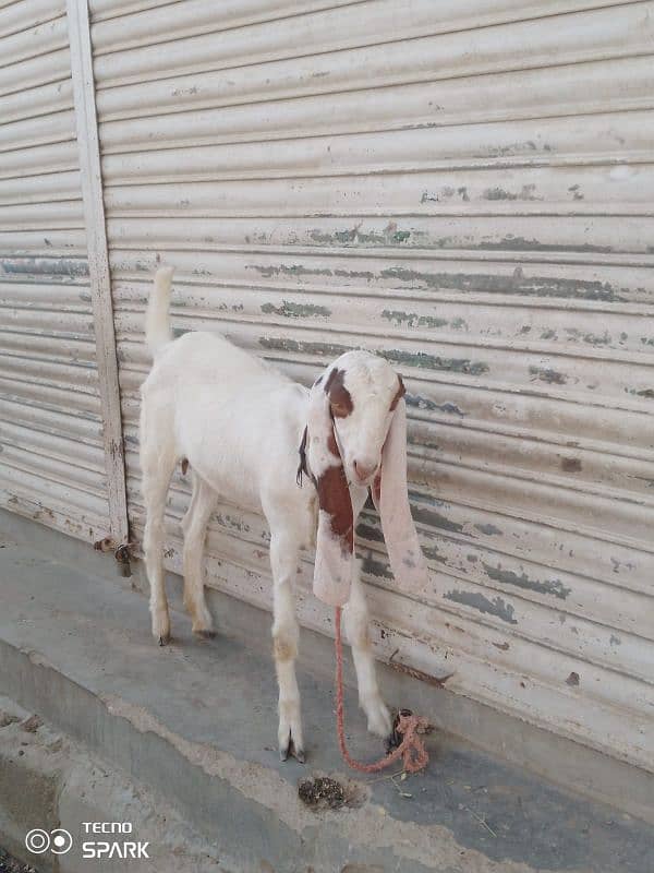 Goats Available for sale 1