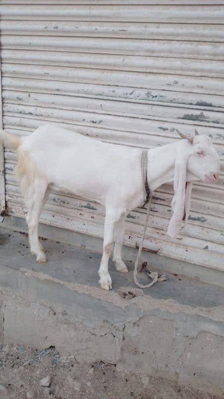 Goats Available for sale 2