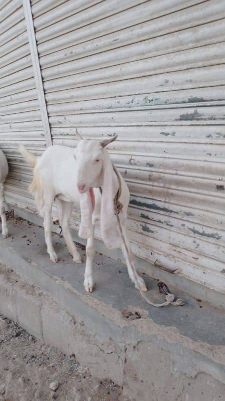 Goats Available for sale 3