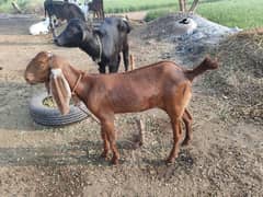 Goat Age 6-7 month for sale argent