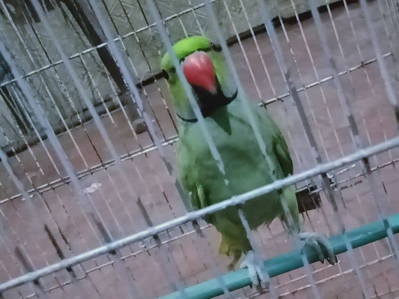 parrot 4