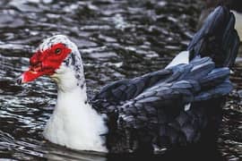 EGG LAYING MUSCOVY GERMAN DUCK PAIR