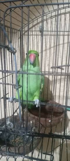 parrot