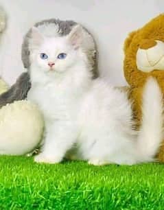 Persian cat | persian kitten for sale | urgent sale | 03225990226 3