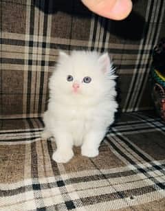 Persian cat | persian kitten for sale | urgent sale | 03225990226 7