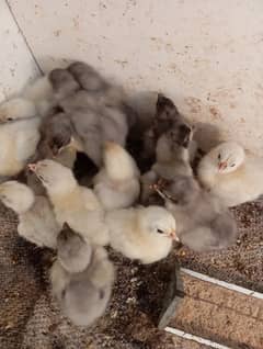 Austrolorp Heritage / Australorp Heritage Chicks / Chicks