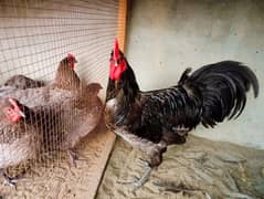 Australorp Heritage | Eggs| Austrolorp Chicks |Chicks for sale| Heera