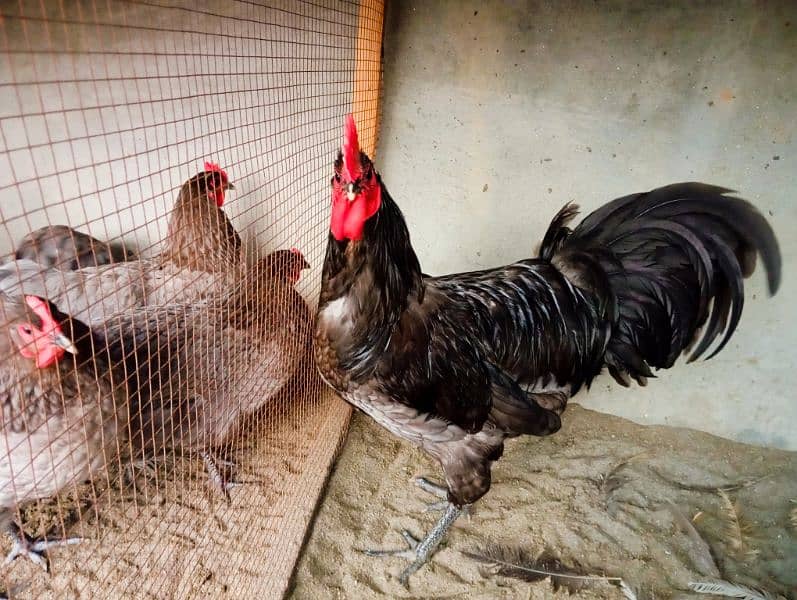 Austrolorp Heritage | Australorp Chicks | Egg | Hens |Chicks for sale 8