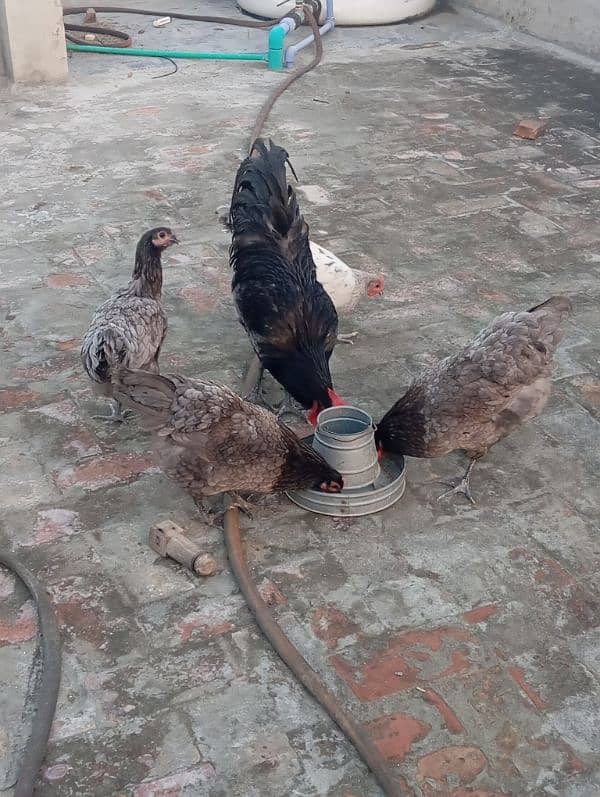 Austrolorp Heritage | Australorp Chicks | Egg | Hens |Chicks for sale 10