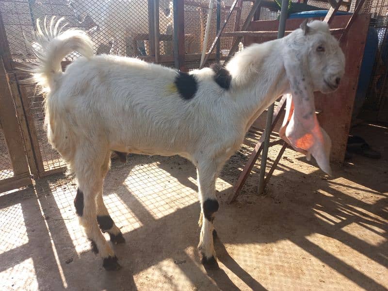 Gulabi Bakra /Goat for sale in Gulabi bread 40 Inch in height 0