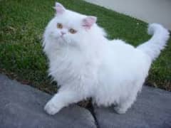 Waite Persian male cat