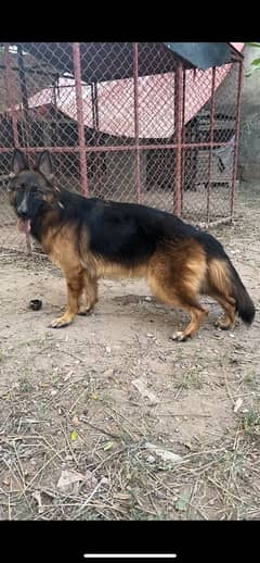 German Shepherd Female