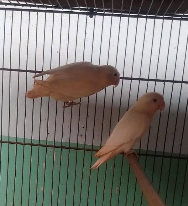 parblue pastel ino male Albino split ino breeder pair 2