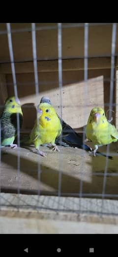 blackface,blackwing,combosplit All Doves hogoromo and budgies