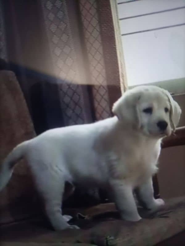 Labrador puppy MOTA taza urgent sale delivery available ha 2