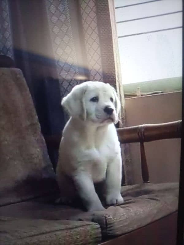 Labrador puppy MOTA taza urgent sale delivery available ha 3