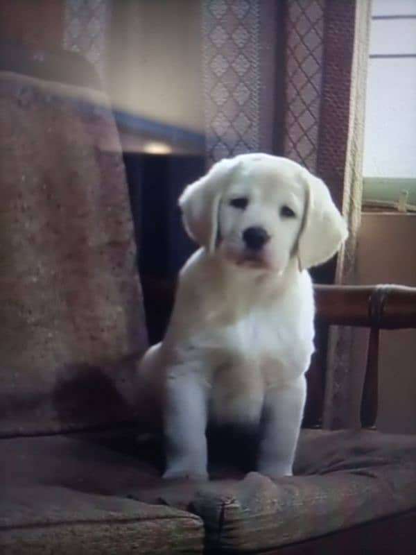 Labrador puppy MOTA taza urgent sale delivery available ha 4