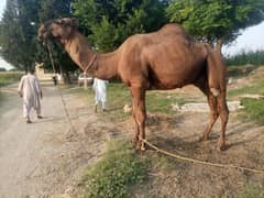 Camel for Sale 0