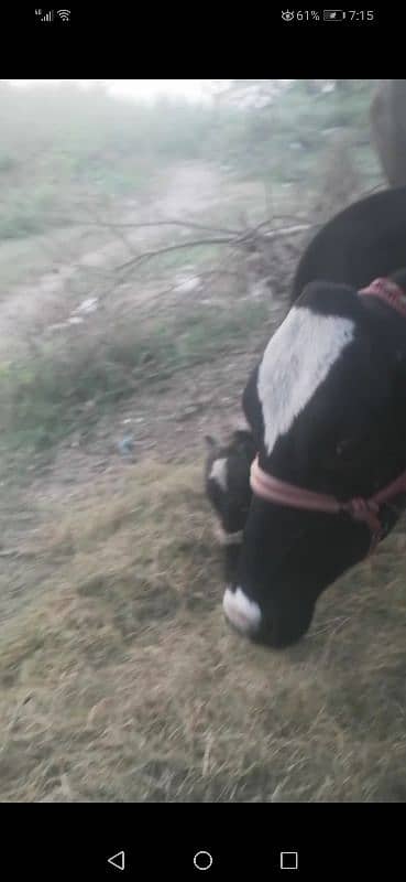 farm cow for sale urgent sale 0