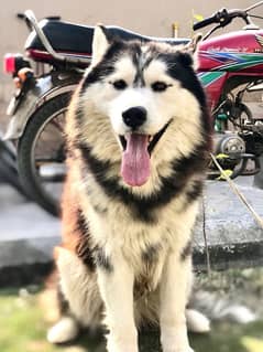 Siberian husky