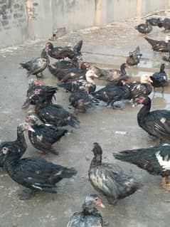 ducks 03014638478