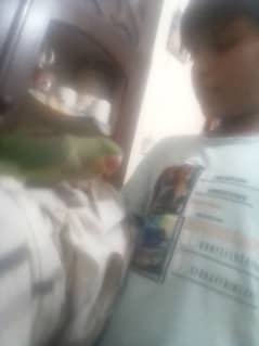 parrot