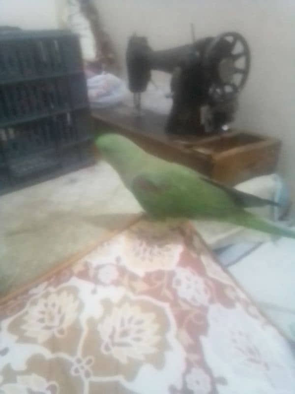 parrot bhot acha ha 1