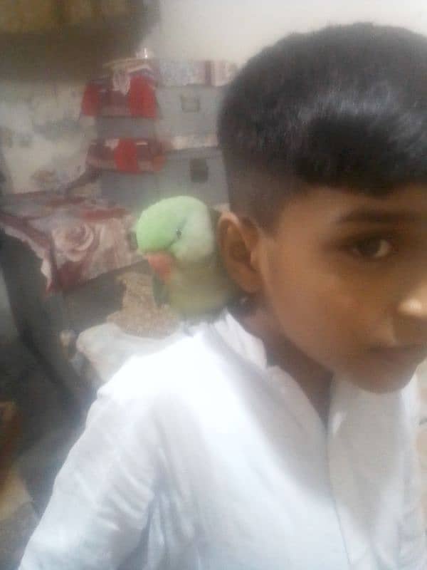 parrot bhot acha ha 2