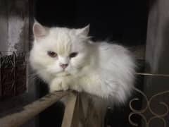 white semi punch face female cat