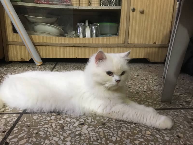 white semi punch face female cat 1