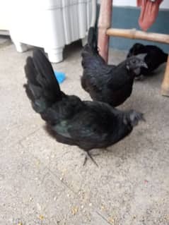 ayam cemani Grey tongue chicks for sale