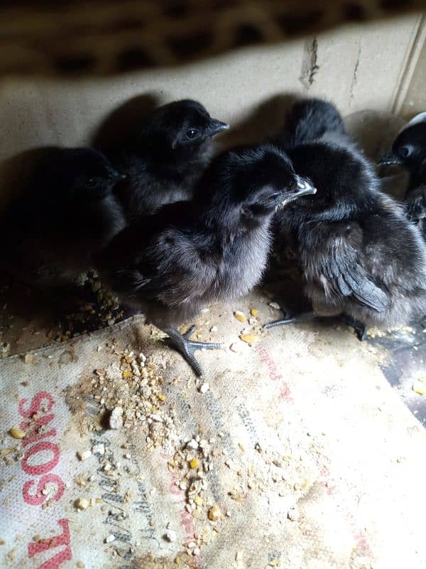 ayam cemani Grey tongue chicks for sale 1