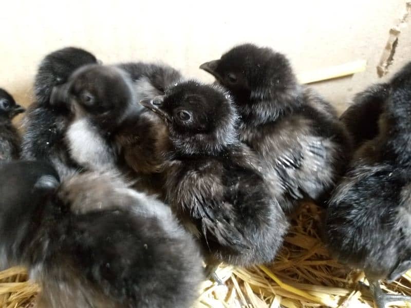 ayam cemani Grey tongue chicks for sale 2