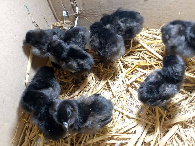 ayam cemani Grey tongue chicks for sale 3