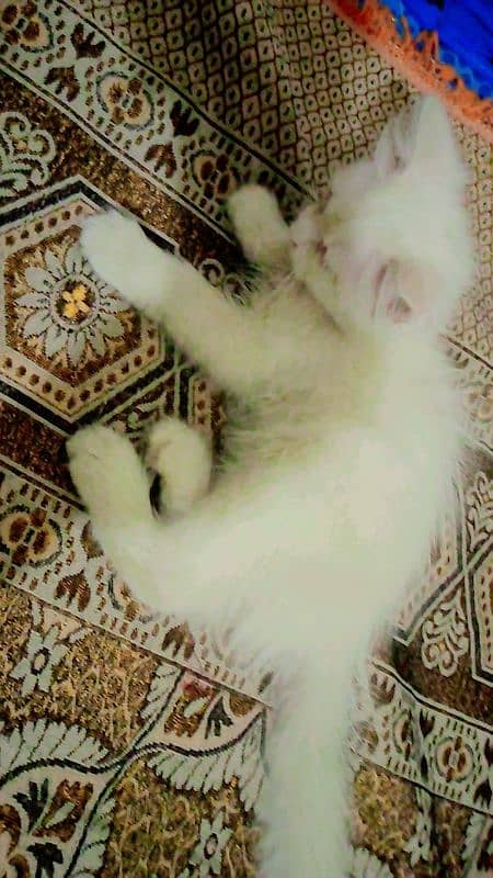 white persian double coat male 0