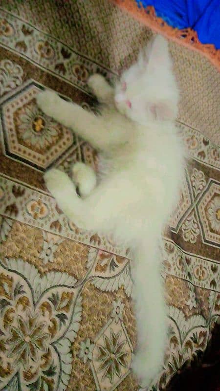 white persian double coat male 1