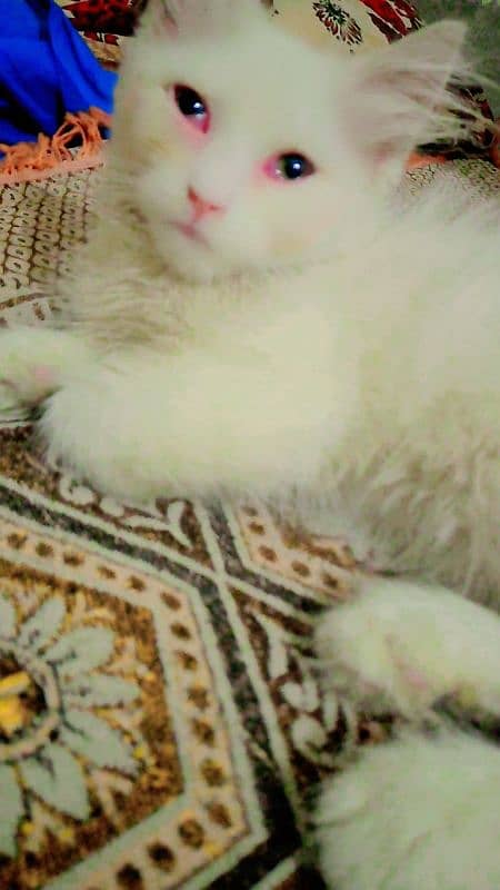 white persian double coat male 3