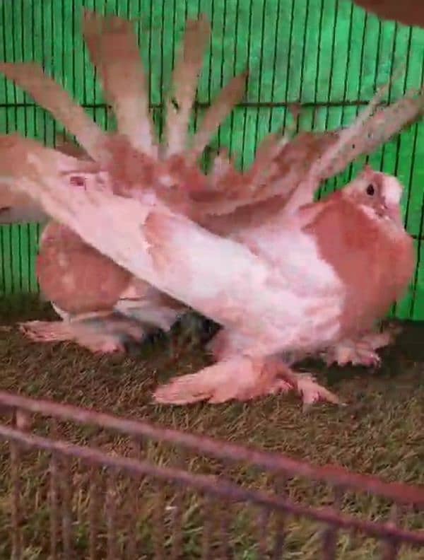 fancy pigeons 16