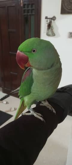 Raw parrot