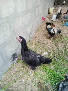 Aseel hen pair for sell