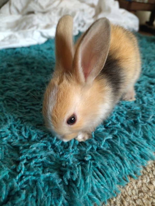 ANGORA RABBITS 2