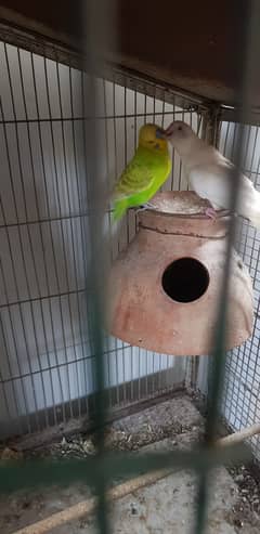 Budgies Parrot and one cage setup sold with 24 parrots and egg laying 0