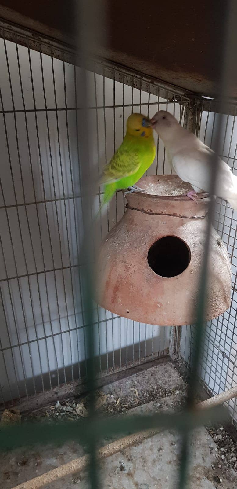 Budgies Parrot and one cage setup sold with 24 parrots and egg laying 0